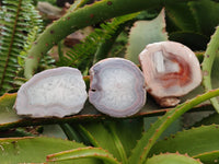 Polished On One Side Pink Shashe River Agate Nodules x 24 From Shashe River, Zimbabwe