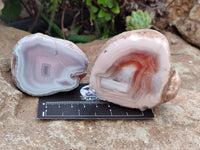 Polished On One Side Pink Shashe River Agate Nodules x 24 From Shashe River, Zimbabwe