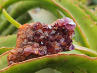 Natural Amethystos Amethyst Clusters x 35 From Kwaggafontein, South Africa