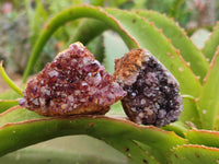 Natural Amethystos Amethyst Clusters x 35 From Kwaggafontein, South Africa