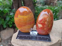 Polished Red Flame Jasper Standing Free Forms x 6 From Madagascar
