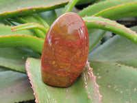 Polished Red Flame Jasper Standing Free Forms x 6 From Madagascar