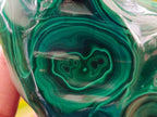 Polished Flower Banded Malachite Free Forms x 6 From Congo