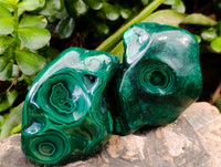 Polished Flower Banded Malachite Free Forms x 6 From Congo