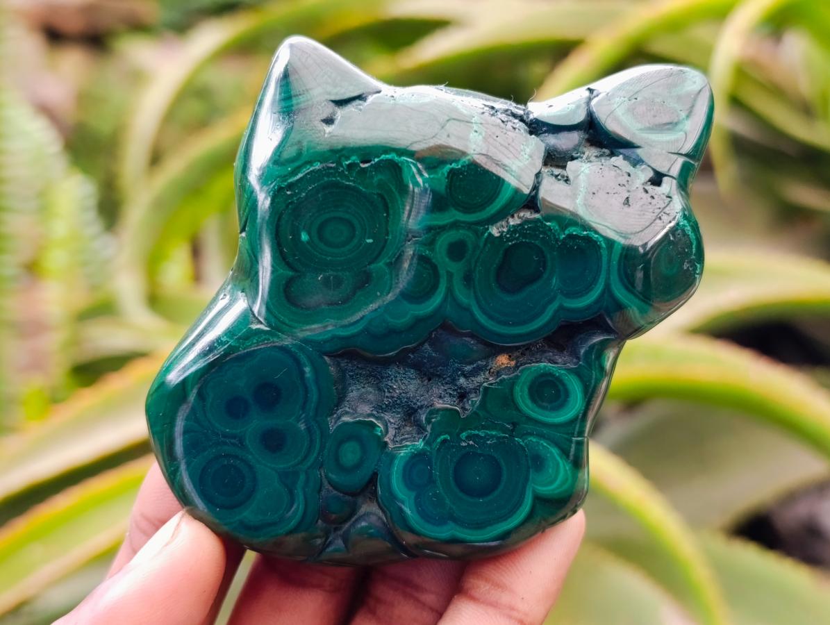 Polished Flower Banded Malachite Free Forms x 6 From Congo