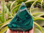 Polished Flower Banded Malachite Free Forms x 6 From Congo