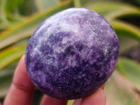 Polished Lepidolite Galets x 12 From Zimbabwe