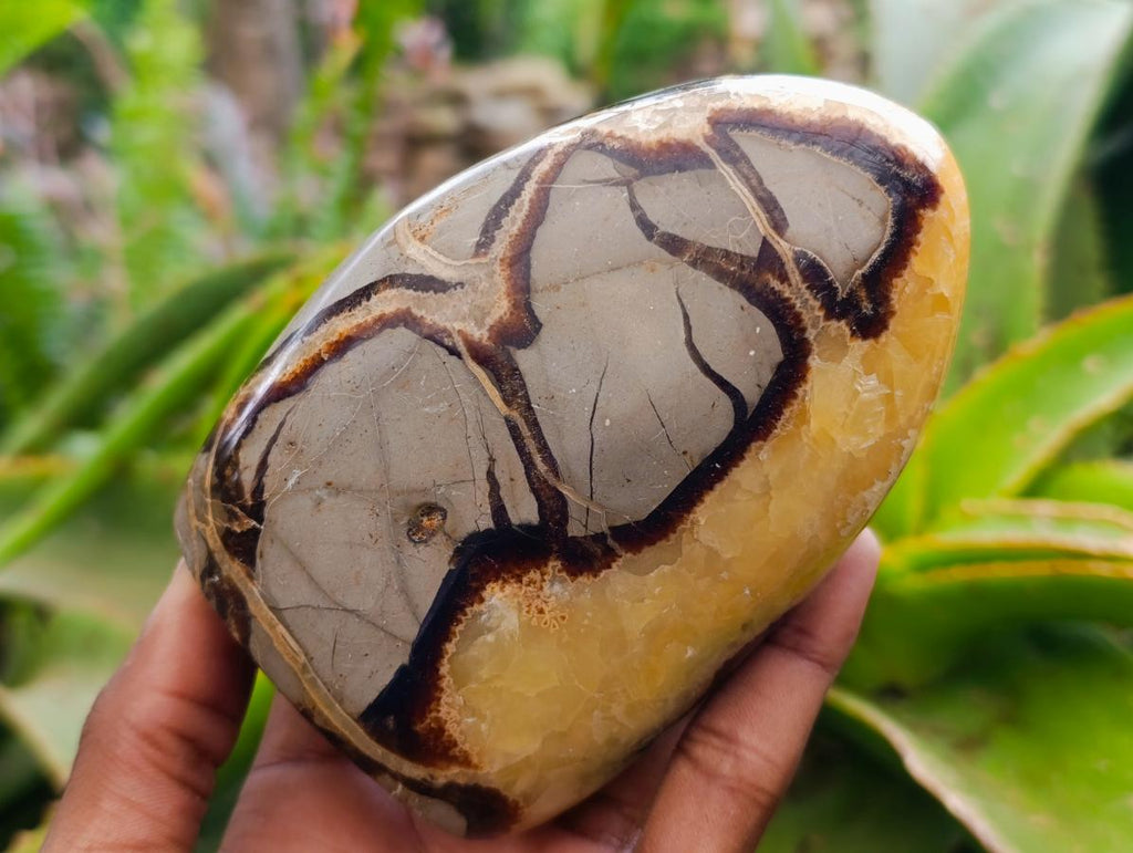 Polished Septerye Standing Free Forms x 3 From Mahajanga, Madagascar - Toprock Gemstones and Minerals 