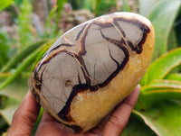 Polished Septerye Standing Free Forms x 3 From Mahajanga, Madagascar