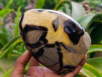 Polished Septerye Standing Free Forms x 3 From Mahajanga, Madagascar