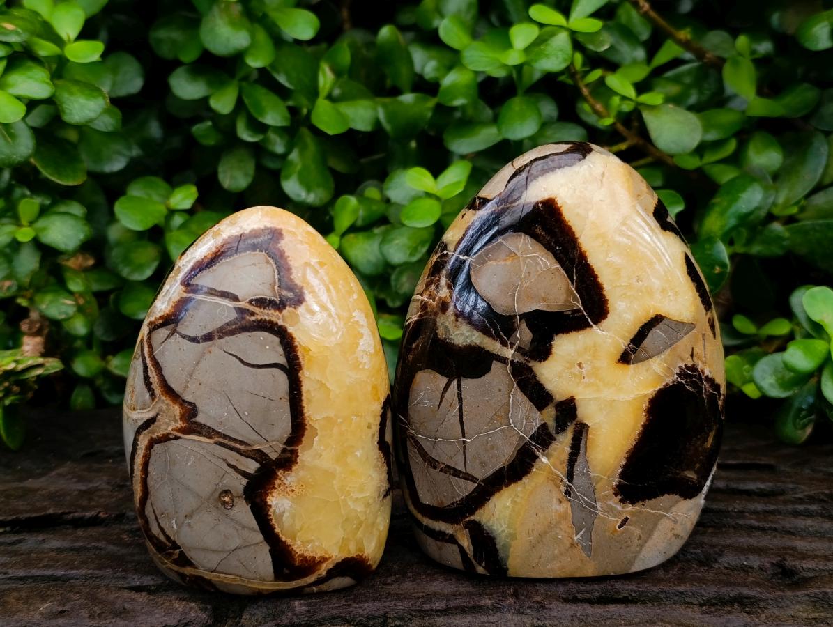 Polished Septerye Standing Free Forms x 3 From Mahajanga, Madagascar - Toprock Gemstones and Minerals 