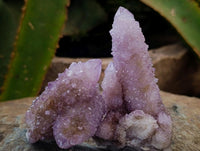 Natural Lilac Amethyst Spirit Clusters x 12 From Boekenhouthoek, South Africa