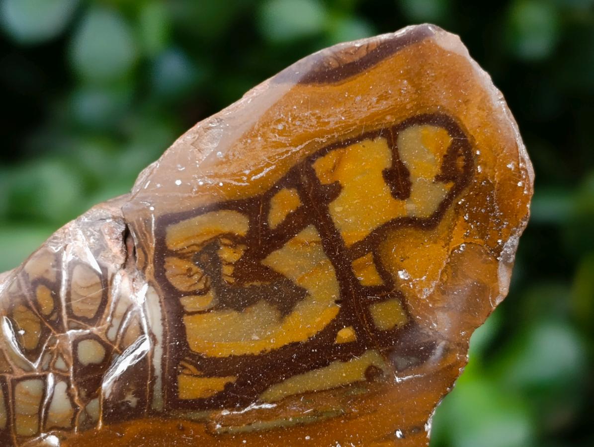 Polished On One Side Nguni Jasper Slices x 3 From Northern Cape, South Africa
