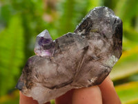 Natural Smoky Window Amethyst Crystals x 40 From Chiredzi, Zimbabwe