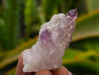 Natural Smoky Window Amethyst Crystals x 40 From Chiredzi, Zimbabwe