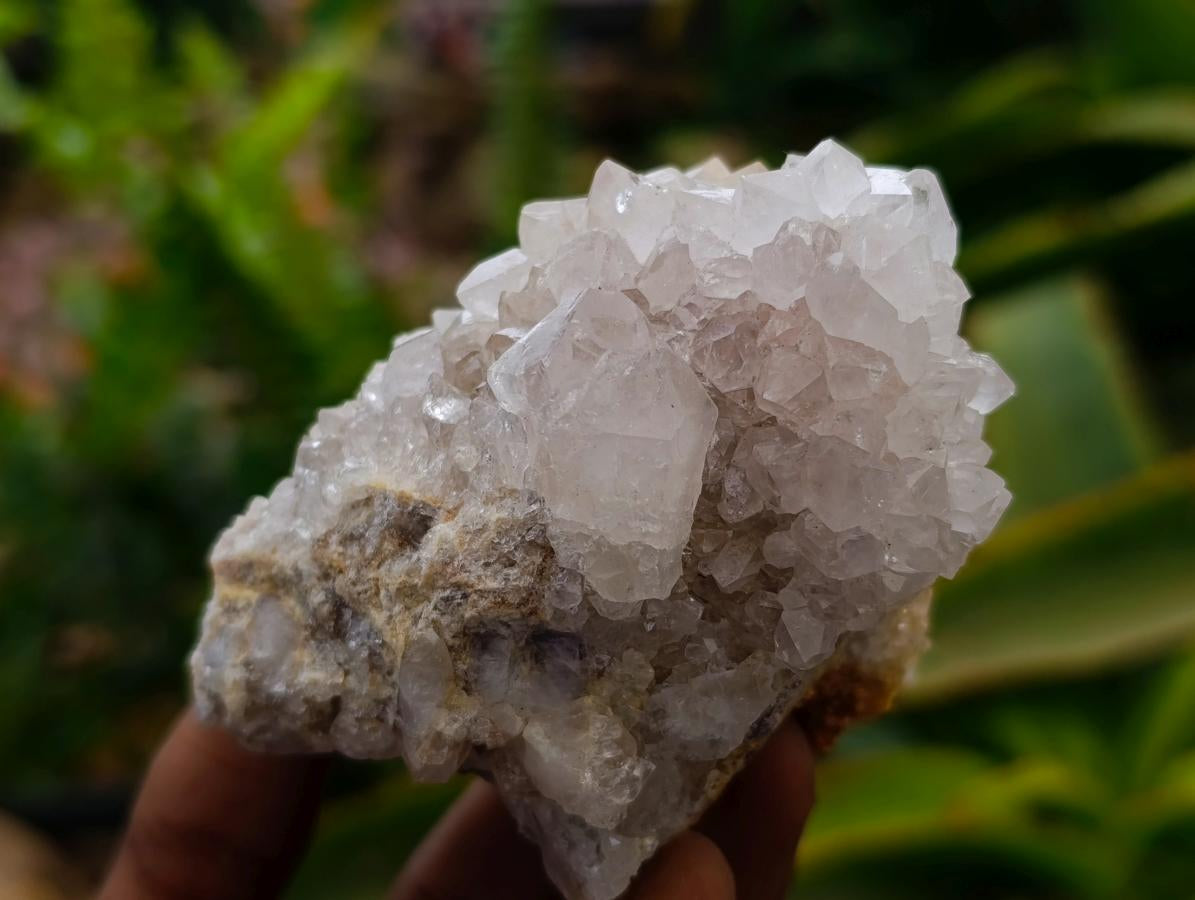 Natural Cactus Flower Ametrine Spirit Quartz Clusters x 4 From South Africa