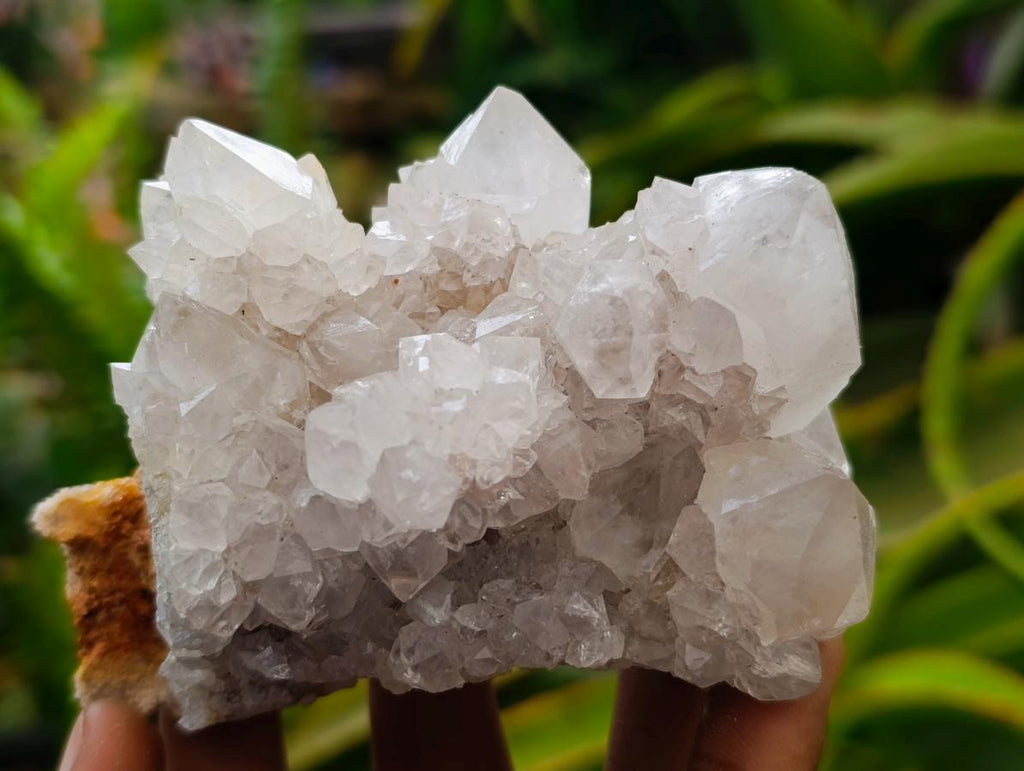 Natural Cactus Flower Ametrine Spirit Quartz Clusters x 4 From South Africa