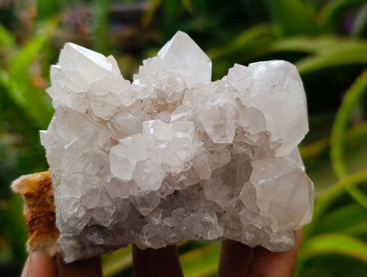 Natural Cactus Flower Ametrine Spirit Quartz Clusters x 4 From South Africa