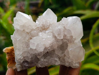 Natural Cactus Flower Ametrine Spirit Quartz Clusters x 4 From South Africa