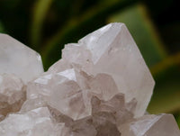 Natural Cactus Flower Ametrine Spirit Quartz Clusters x 4 From South Africa