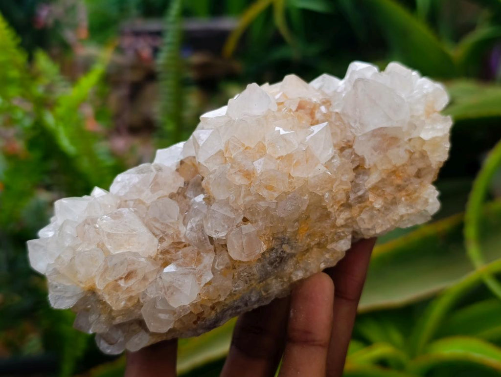 Natural Cactus Flower Ametrine Spirit Quartz Clusters x 4 From South Africa