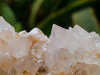 Natural Cactus Flower Ametrine Spirit Quartz Clusters x 4 From South Africa
