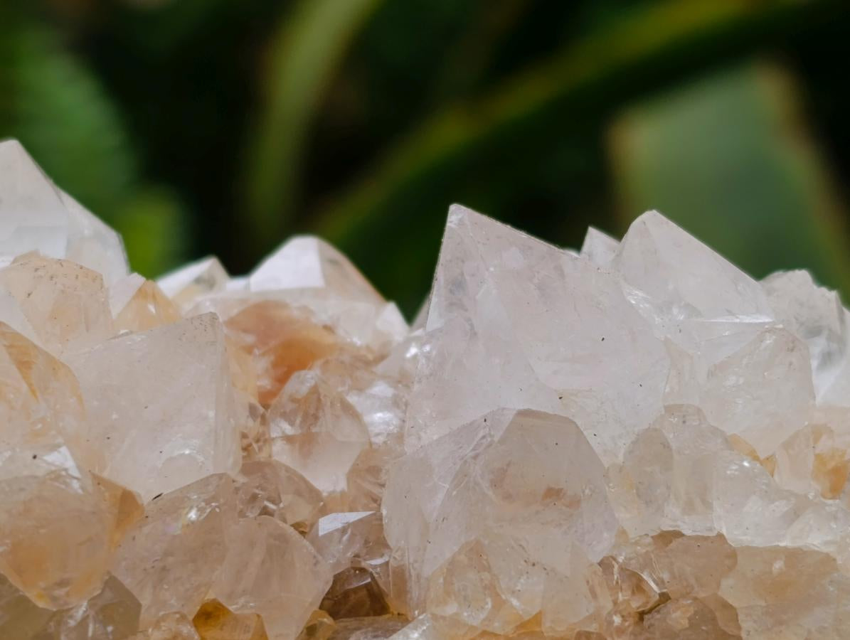 Natural Cactus Flower Ametrine Spirit Quartz Clusters x 4 From South Africa