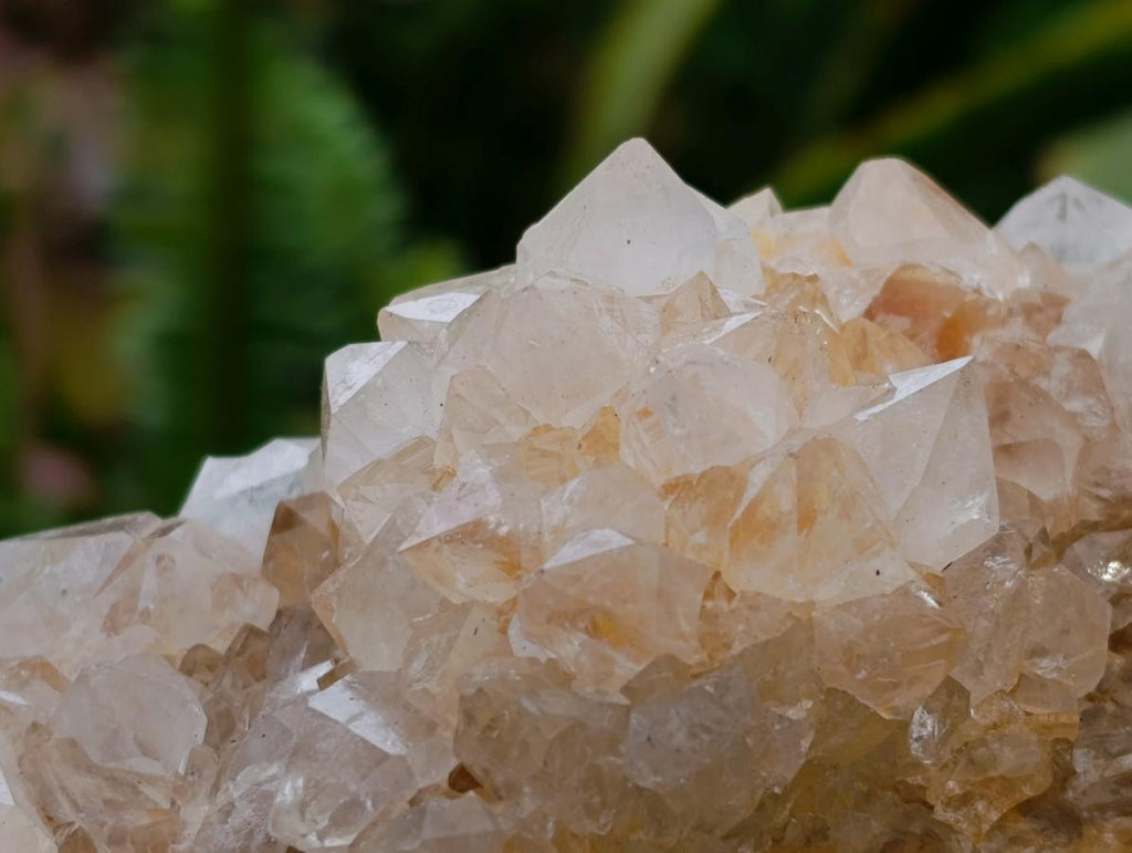 Natural Cactus Flower Ametrine Spirit Quartz Clusters x 4 From South Africa