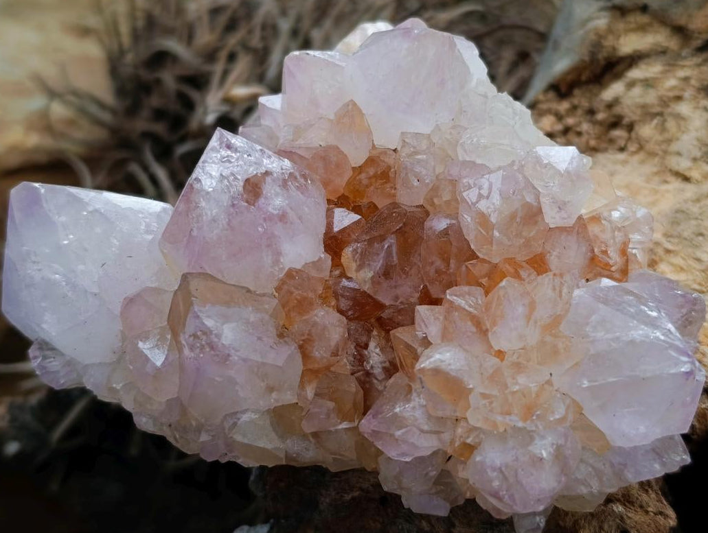 Natural Cactus Flower Ametrine Spirit Quartz Clusters x 4 From South Africa