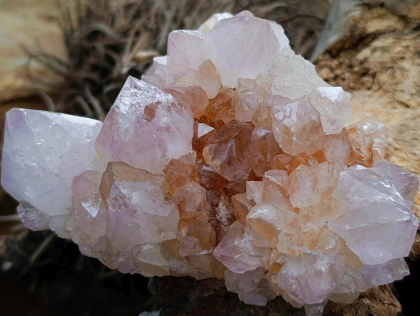 Natural Cactus Flower Ametrine Spirit Quartz Clusters x 4 From South Africa
