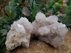 Natural Cactus Flower Ametrine Spirit Quartz Clusters x 4 From South Africa