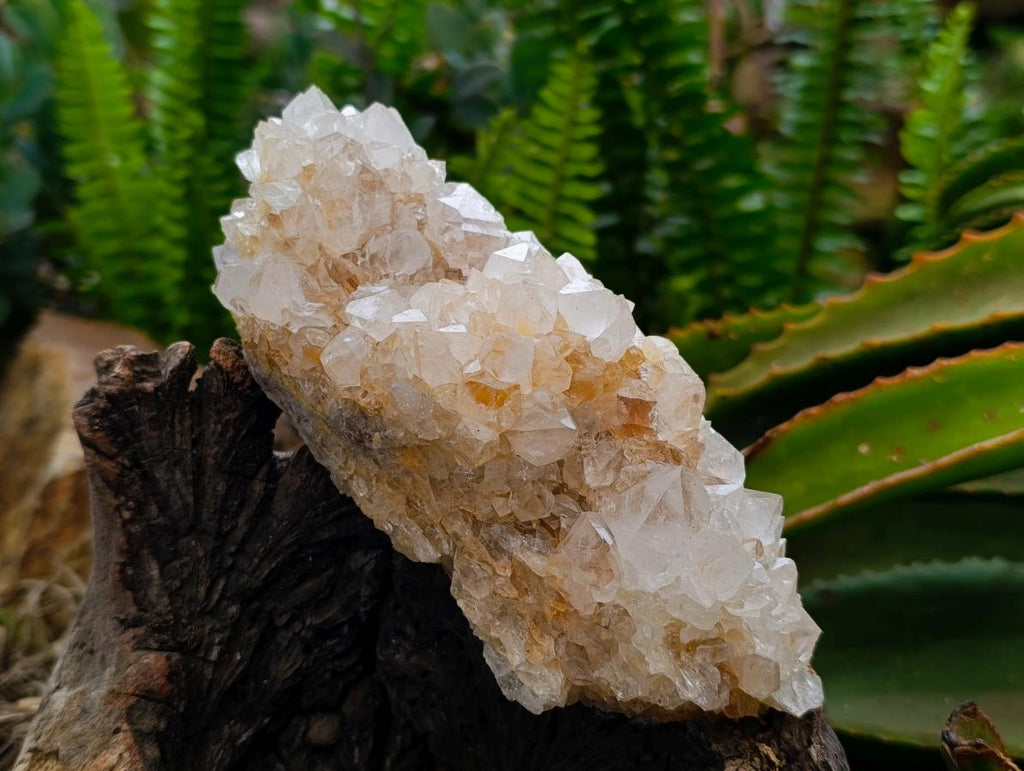 Natural Cactus Flower Ametrine Spirit Quartz Clusters x 4 From South Africa