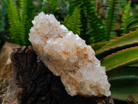 Natural Cactus Flower Ametrine Spirit Quartz Clusters x 4 From South Africa