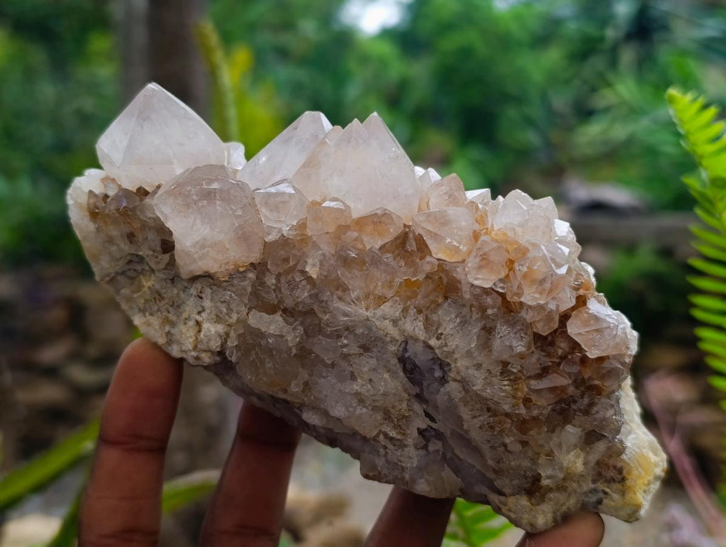 Natural Cactus Flower Ametrine Spirit Quartz Clusters x 4 From South Africa