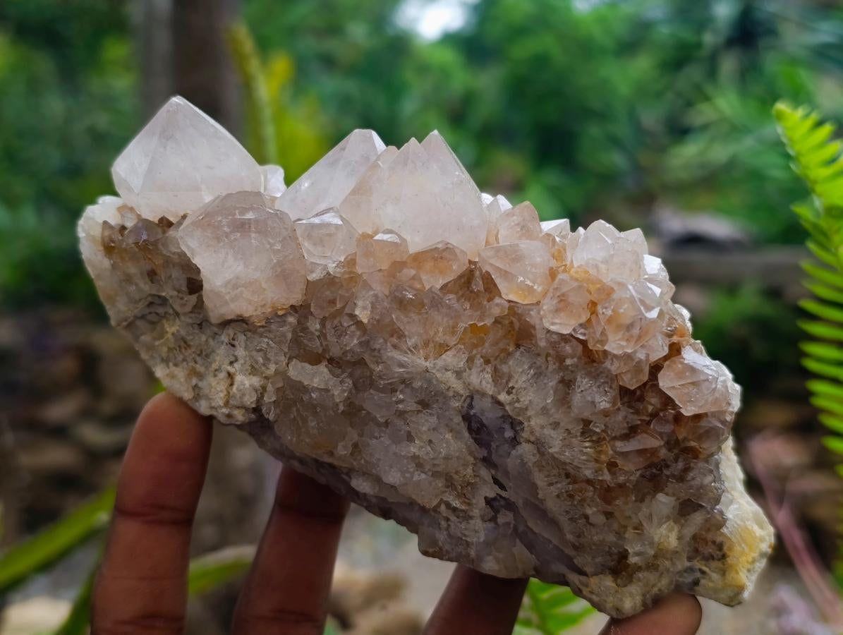 Natural Cactus Flower Ametrine Spirit Quartz Clusters x 4 From South Africa