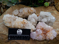 Natural Cactus Flower Ametrine Spirit Quartz Clusters x 4 From South Africa