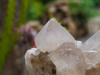 Natural Cactus Flower Ametrine Spirit Quartz Clusters x 4 From South Africa