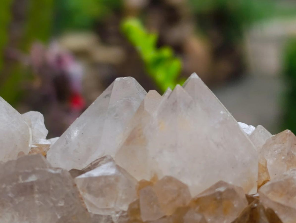 Natural Cactus Flower Ametrine Spirit Quartz Clusters x 4 From South Africa