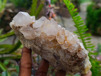 Natural Cactus Flower Ametrine Spirit Quartz Clusters x 4 From South Africa