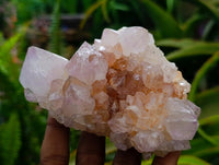 Natural Cactus Flower Ametrine Spirit Quartz Clusters x 4 From South Africa