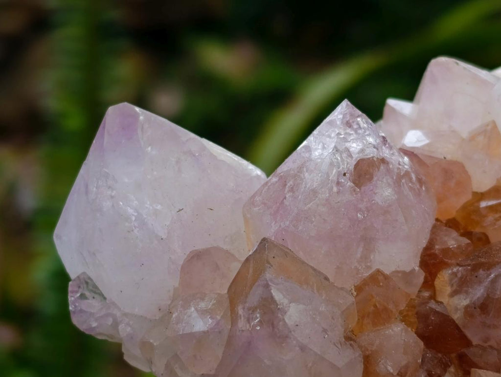 Natural Cactus Flower Ametrine Spirit Quartz Clusters x 4 From South Africa