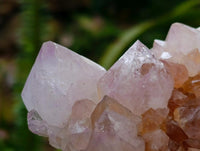 Natural Cactus Flower Ametrine Spirit Quartz Clusters x 4 From South Africa