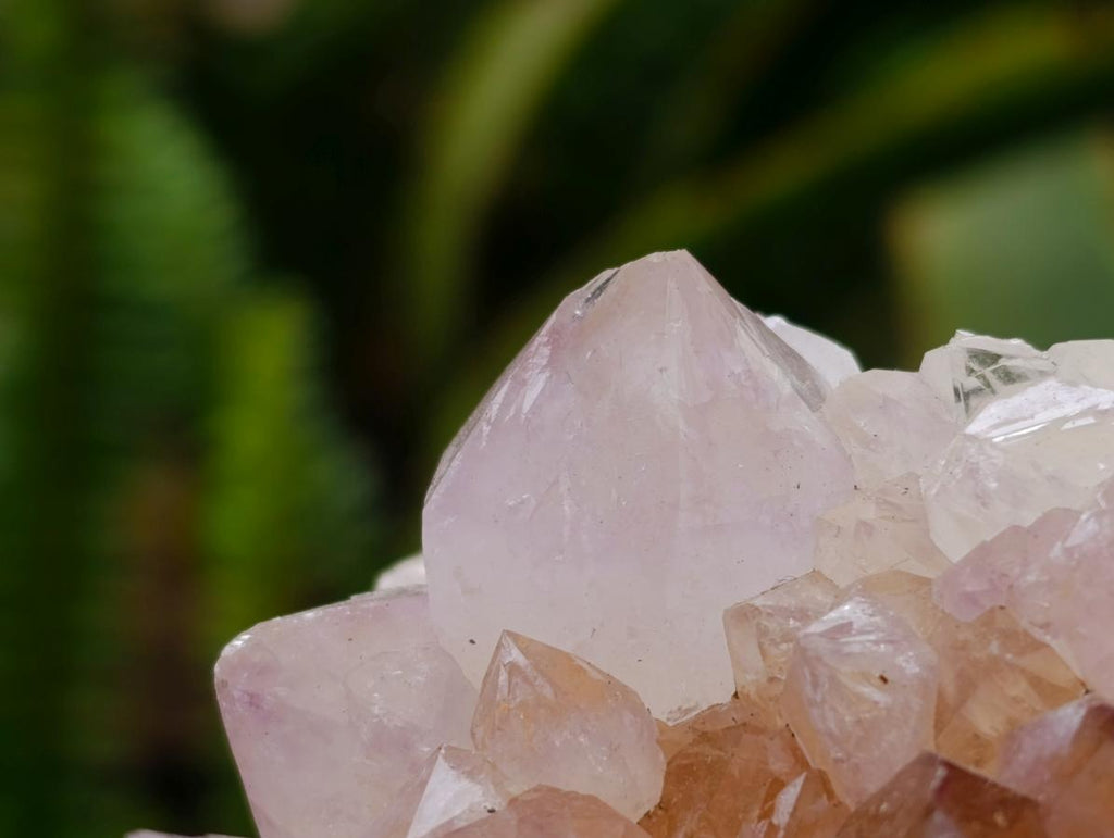 Natural Cactus Flower Ametrine Spirit Quartz Clusters x 4 From South Africa