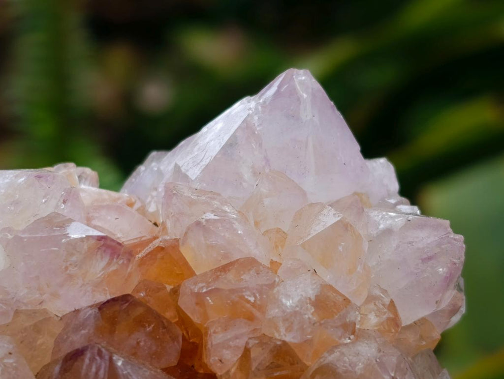 Natural Cactus Flower Ametrine Spirit Quartz Clusters x 4 From South Africa