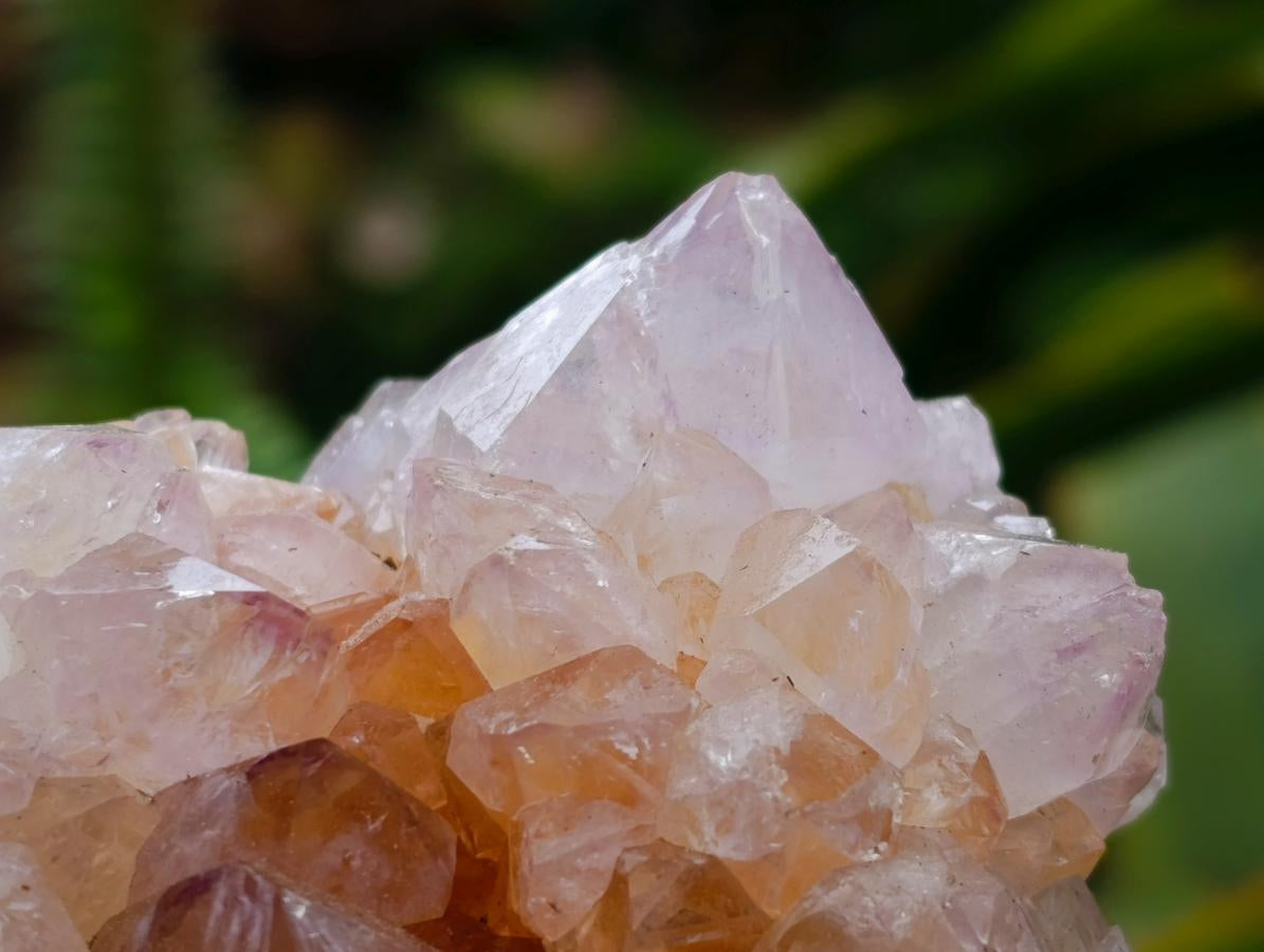 Natural Cactus Flower Ametrine Spirit Quartz Clusters x 4 From South Africa