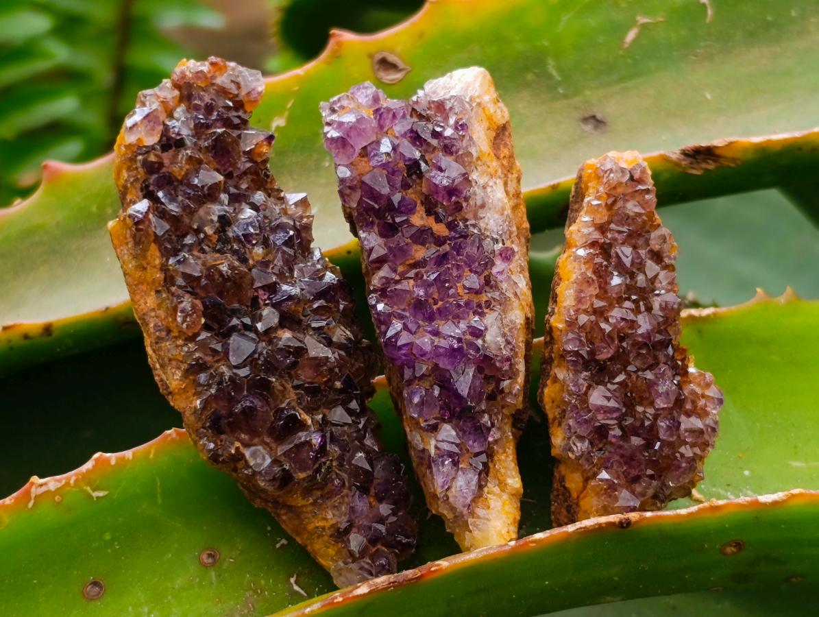 Natural Amethystos Amethyst Clusters x 35 From Kwaggafontein, South Africa