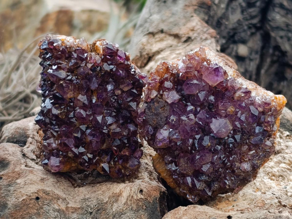 Natural Amethystos Amethyst Clusters x 35 From Kwaggafontein, South Africa