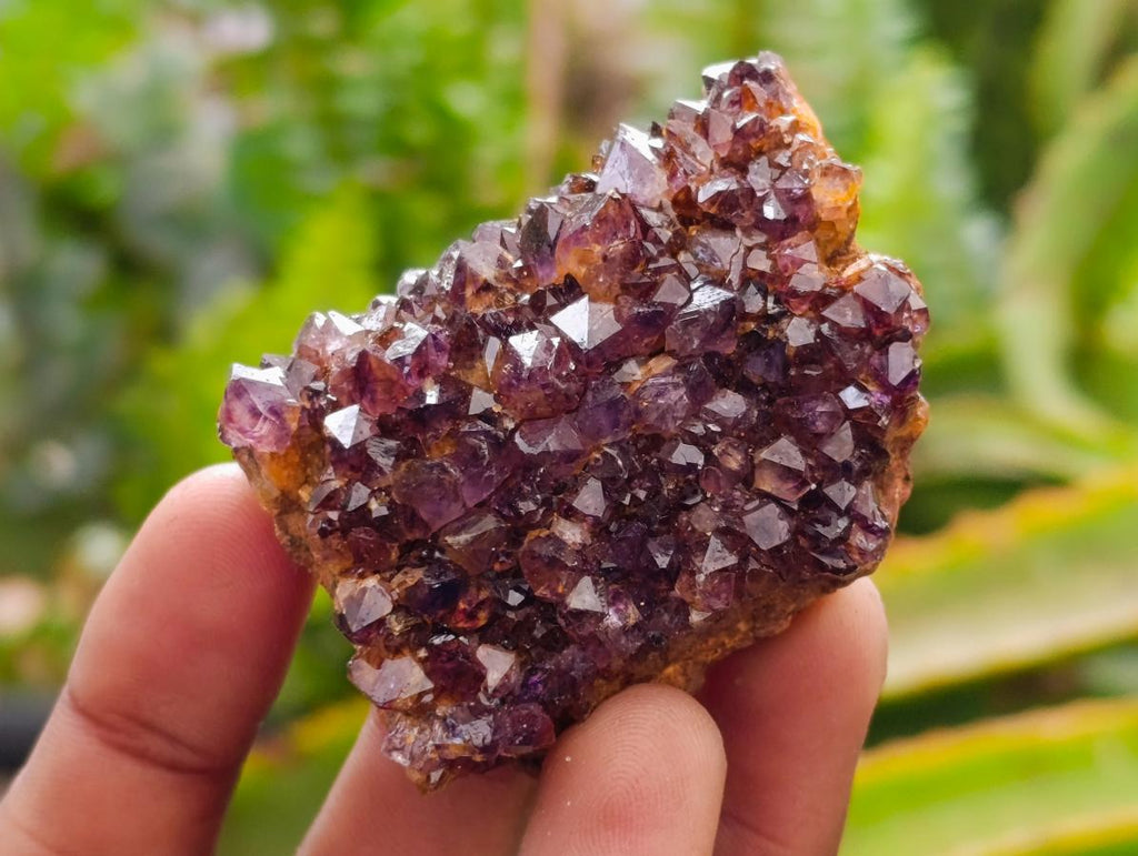 Natural Amethystos Amethyst Clusters x 35 From Kwaggafontein, South Africa