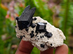 Natural Schorl Black Tourmaline with Associated Minerals x 25 From Erongo, Namibia