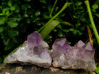 Natural Jacaranda Amethyst Crystal Clusters x 6 From Mumbwa, Zambia